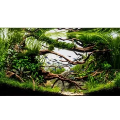 Tropica Akvarieplanter Tropica Littorella uniflora 1-2-GROW x 3