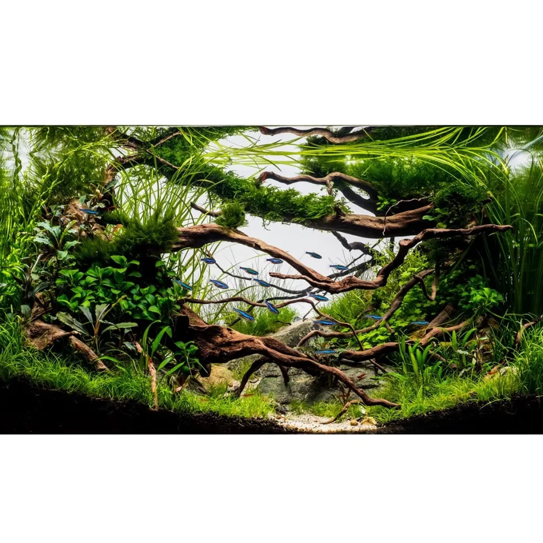 Tropica Akvarieplanter Tropica Littorella uniflora 1-2-GROW x 3