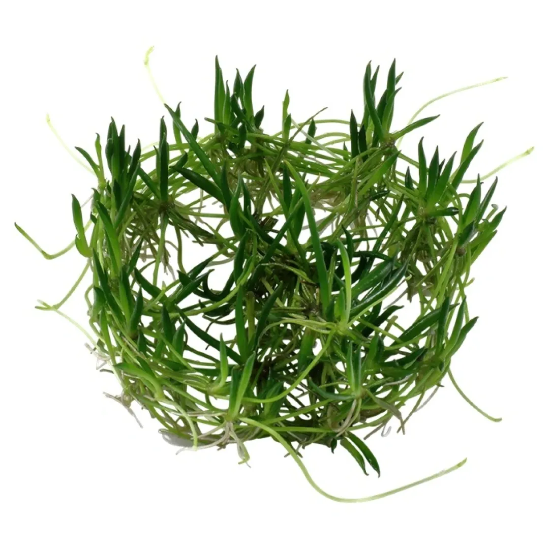 Tropica Akvarieplanter Tropica Littorella uniflora 1-2-GROW x 3
