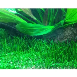 Tropica Akvarieplanter Tropica Littorella uniflora 1-2-GROW x 3