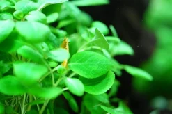 Tropica Akvarieplanter Tropica Lobelia cardinalis Mini 1-2-Grow