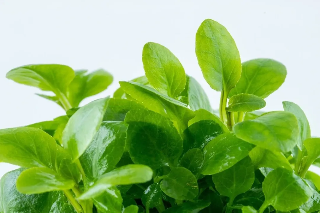 Tropica Akvarieplanter Tropica Lobelia cardinalis Mini 1-2-Grow
