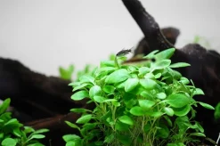 Tropica Akvarieplanter Tropica Lobelia cardinalis Mini 1-2-Grow
