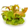 Tropica Akvarieplanter Tropica Lysimachia parvifolia Red 1-2-Grow
