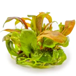 Tropica Akvarieplanter Tropica Lysimachia parvifolia Red 1-2-Grow