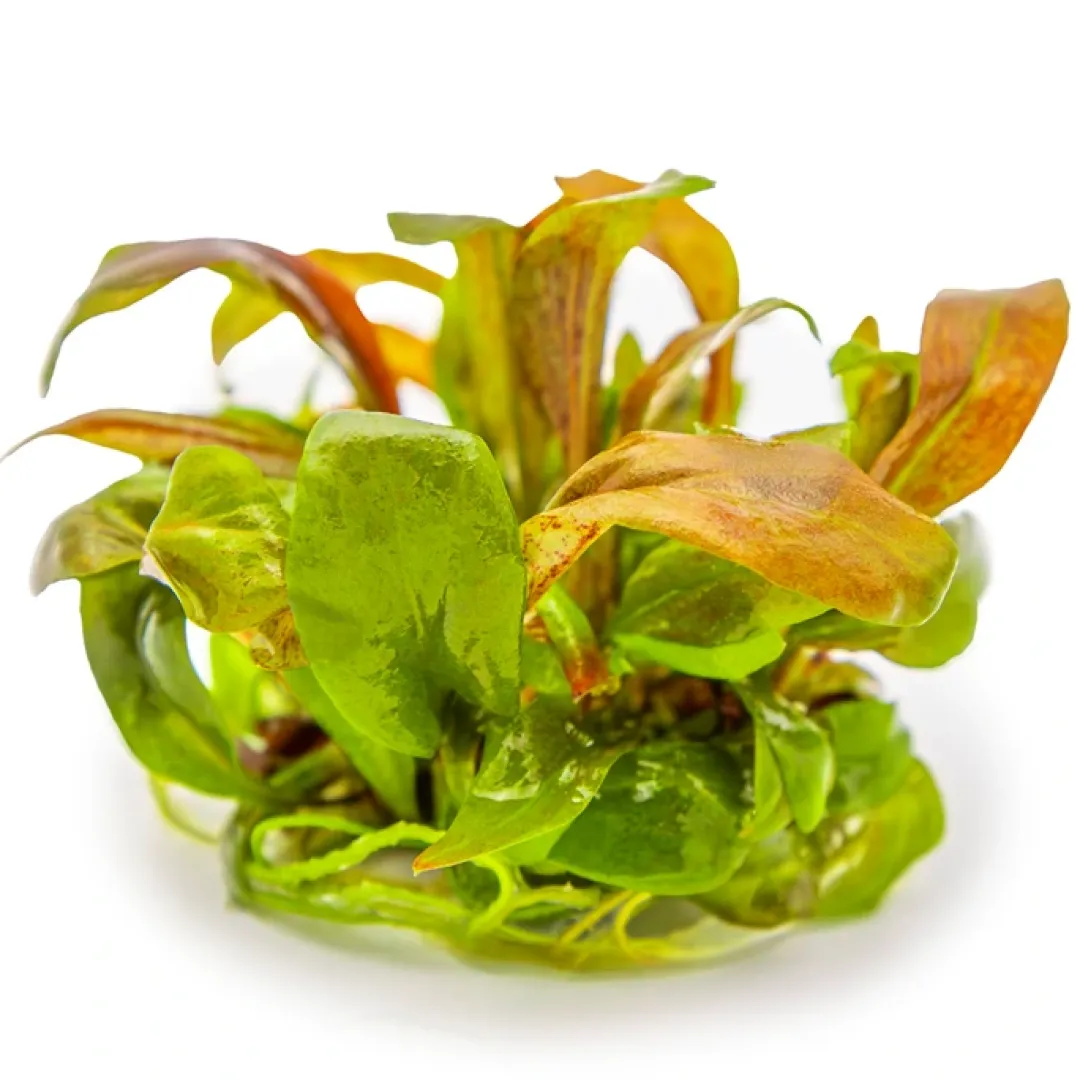 Tropica Akvarieplanter Tropica Lysimachia parvifolia Red 1-2-Grow