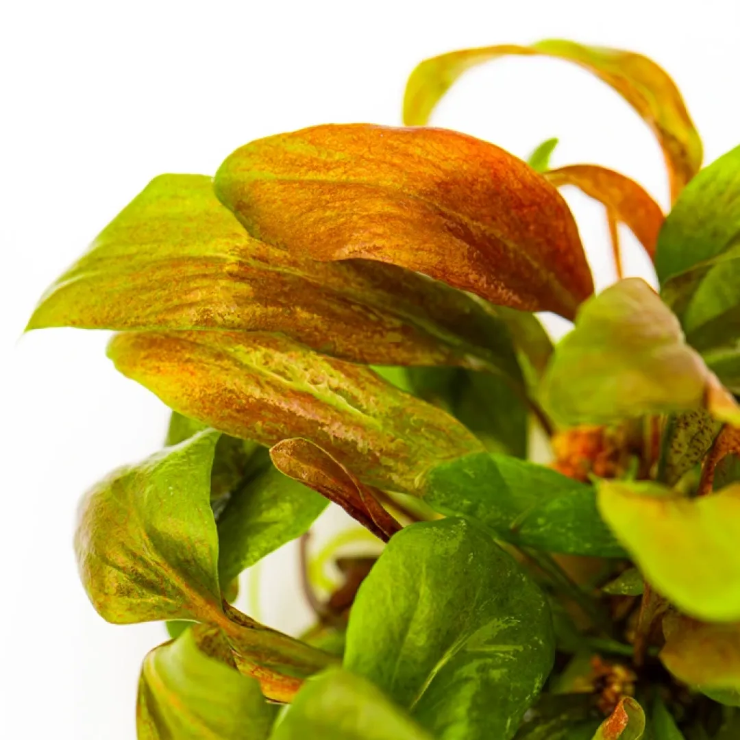 Tropica Akvarieplanter Tropica Lysimachia parvifolia Red 1-2-Grow