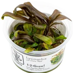 Tropica Akvarieplanter Tropica Lysimachia parvifolia Red 1-2-Grow