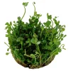 Tropica Akvarieplanter Tropica Marsilea hirsuta 1-2-GROW x 3