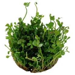 Tropica Akvarieplanter Tropica Marsilea hirsuta 1-2-GROW x 3