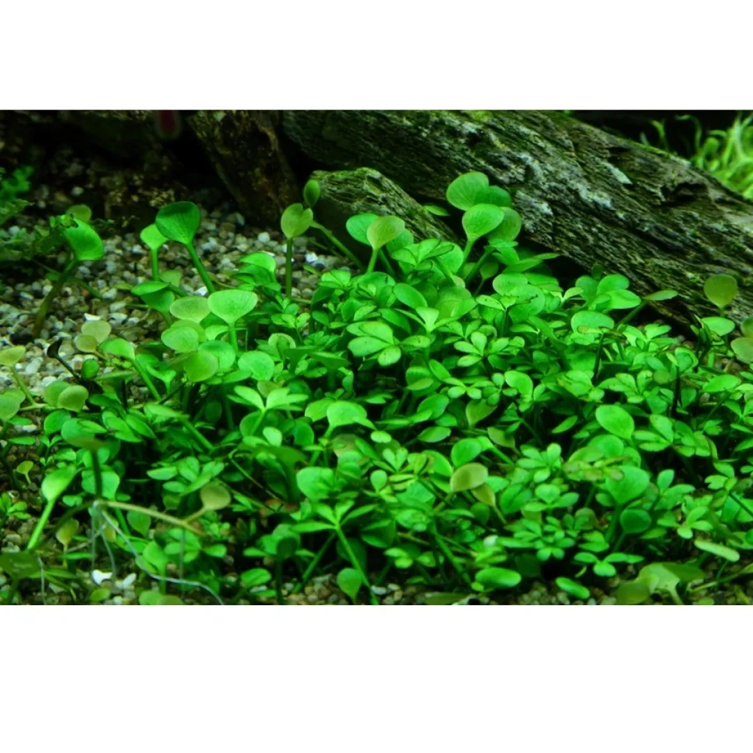 Tropica Akvarieplanter Tropica Marsilea hirsuta 1-2-GROW x 3