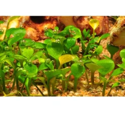 Tropica Akvarieplanter Tropica Marsilea hirsuta 1-2-GROW x 3