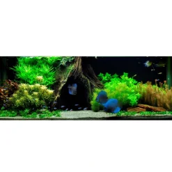 Tropica Akvarieplanter Tropica Marsilea hirsuta 1-2-GROW x 3