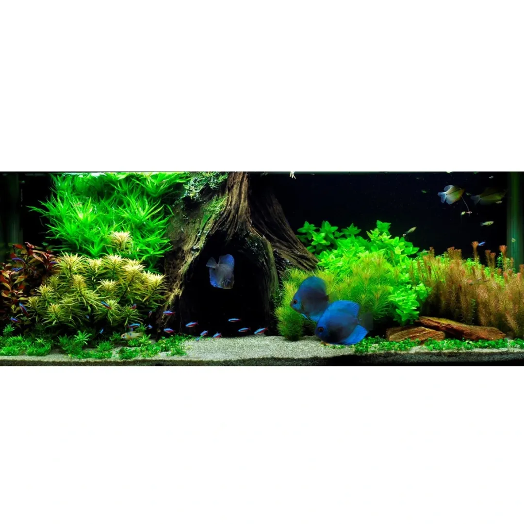 Tropica Akvarieplanter Tropica Marsilea hirsuta 1-2-GROW x 3