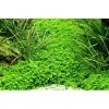 Tropica Akvarieplanter Tropica Micranthemum callitrichoides Cuba 1-2-GROW