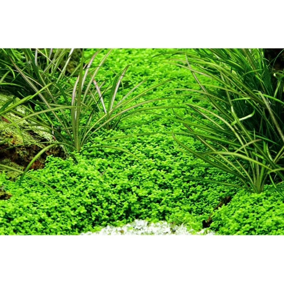 Tropica Akvarieplanter Tropica Micranthemum callitrichoides Cuba 1-2-GROW