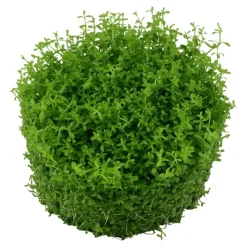 Tropica Akvarieplanter Tropica Micranthemum callitrichoides Cuba 1-2-GROW