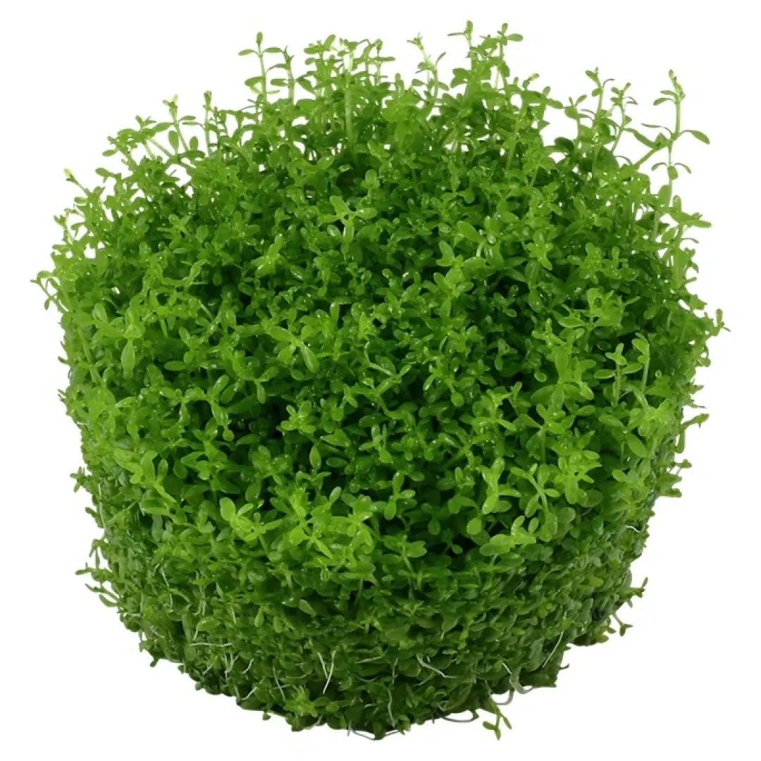 Tropica Akvarieplanter Tropica Micranthemum callitrichoides Cuba 1-2-GROW