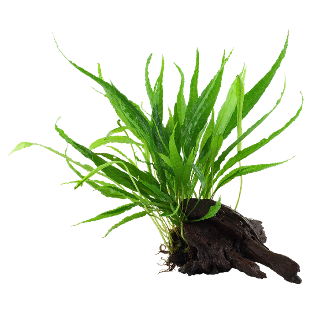 Tropica Akvarieplanter Tropica Microsorum Pteropus XS på trærod