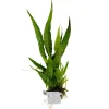 Tropica Akvarieplanter Tropica Microsorum Pteropus Akvarieplante i Clips