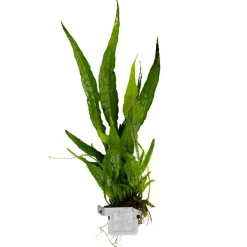 Tropica Akvarieplanter Tropica Microsorum Pteropus Akvarieplante i Clips