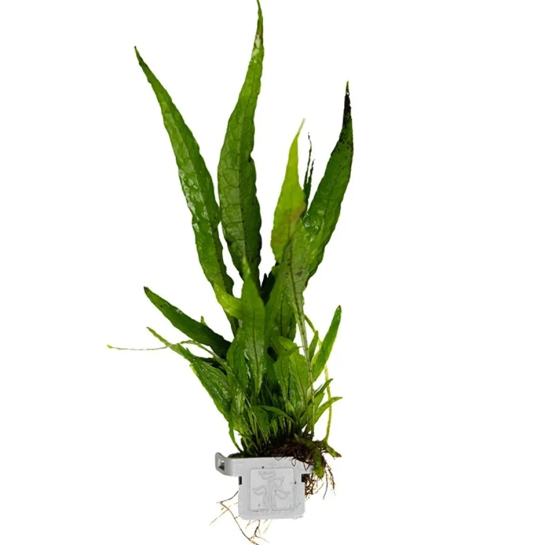 Tropica Akvarieplanter Tropica Microsorum Pteropus Akvarieplante i Clips