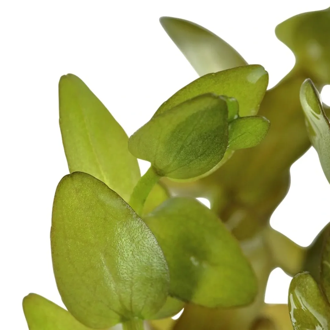 Tropica Akvarieplanter Tropica MiniPot Bacopa caroliniana