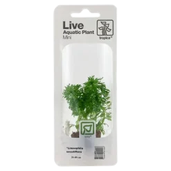 Tropica Akvarieplanter Tropica MiniPot Limnophila sessiliflora