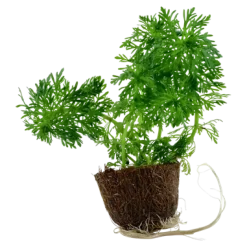 Tropica Akvarieplanter Tropica MiniPot Limnophila sessiliflora