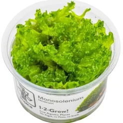 Tropica Akvarieplanter Tropica Monosolenium tenerum 1-2-GROW