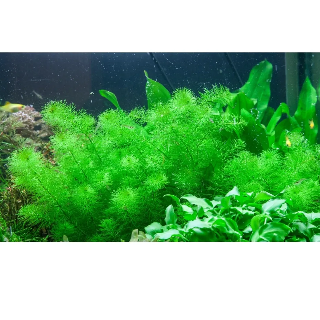 Tropica Akvarieplanter Tropica Myriophyllum Guyana Mini 1-2-GROW