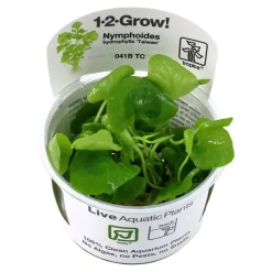Tropica Akvarieplanter Tropica Nymphoides hydrophylla Taiwan 1-2-GROW
