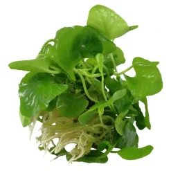 Tropica Akvarieplanter Tropica Nymphoides hydrophylla Taiwan 1-2-GROW