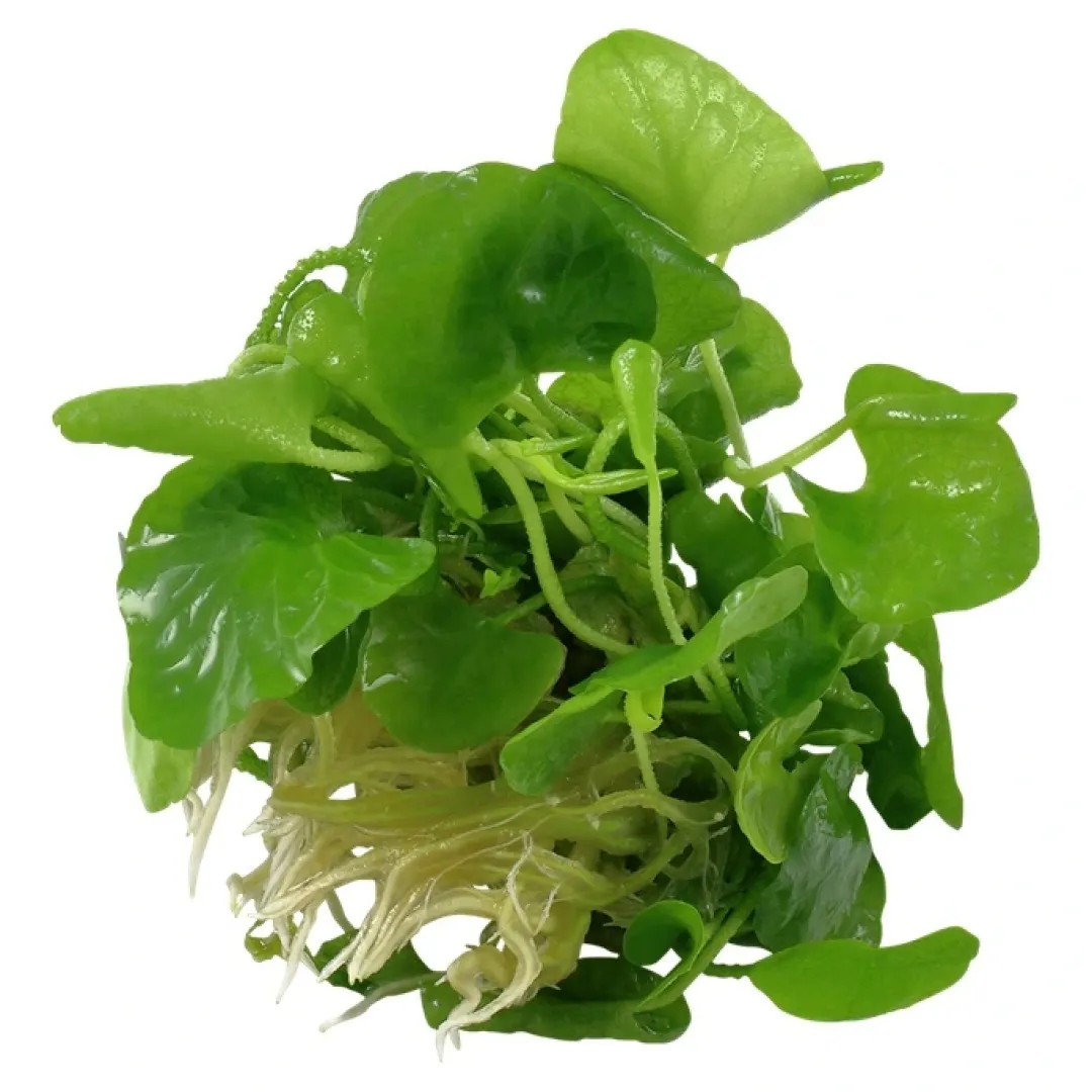 Tropica Akvarieplanter Tropica Nymphoides hydrophylla Taiwan 1-2-GROW