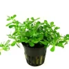 Tropica Akvarieplanter Tropica PCS Pot Bacopa Compact x 3