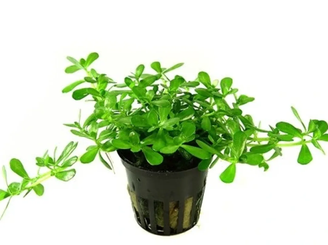 Tropica Akvarieplanter Tropica PCS Pot Bacopa Compact x 3