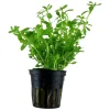 Tropica Akvarieplanter Tropica PCS Pot Bacopa monnieri Compact x 3