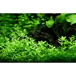 Tropica Akvarieplanter Tropica PCS Pot Bacopa monnieri Compact x 3