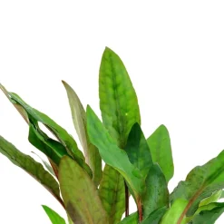 Tropica Akvarieplanter Tropica PCS Pot Cryptocoryne beckettii Petchii x 3