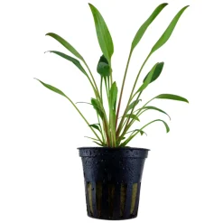 Tropica Akvarieplanter Tropica PCS Pot Cryptocoryne x willisii x 3