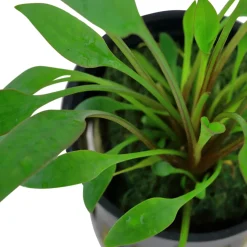Tropica Akvarieplanter Tropica PCS Pot Cryptocoryne x willisii x 3