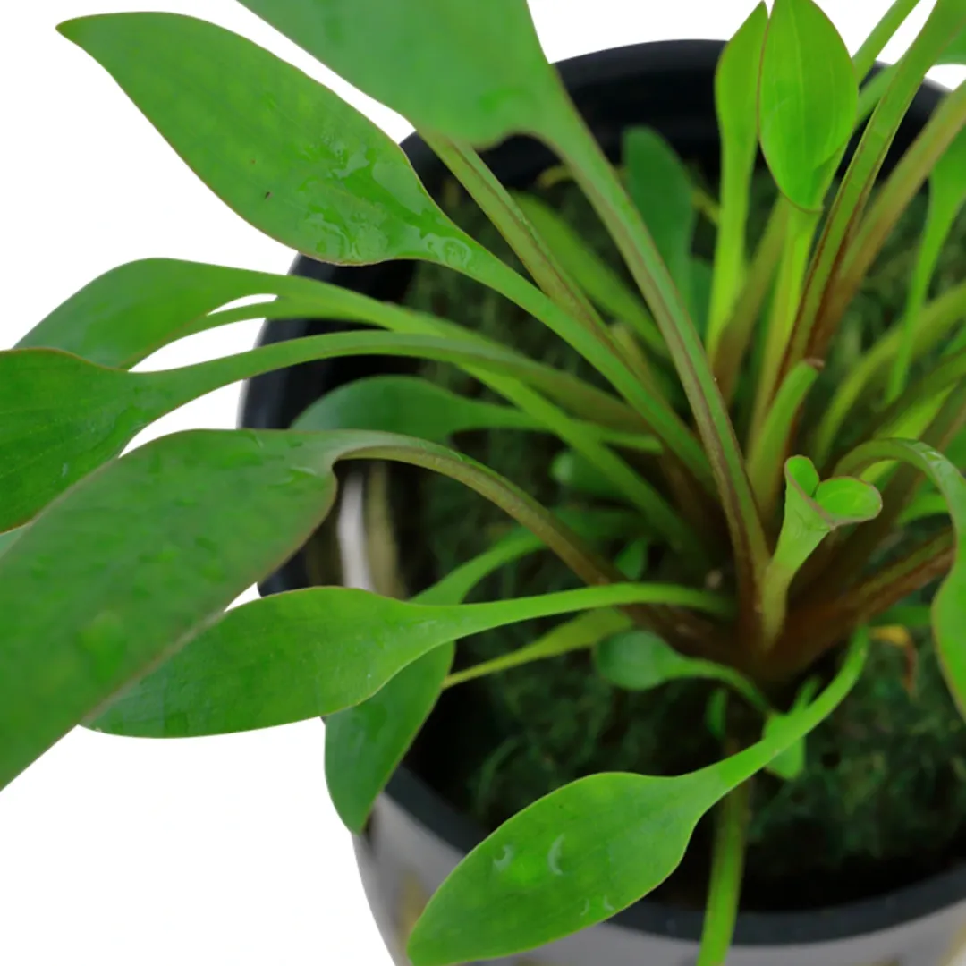 Tropica Akvarieplanter Tropica PCS Pot Cryptocoryne x willisii x 3