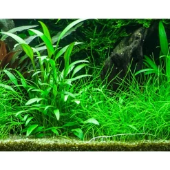 Tropica Akvarieplanter Tropica PCS Pot Cryptocoryne x willisii x 3