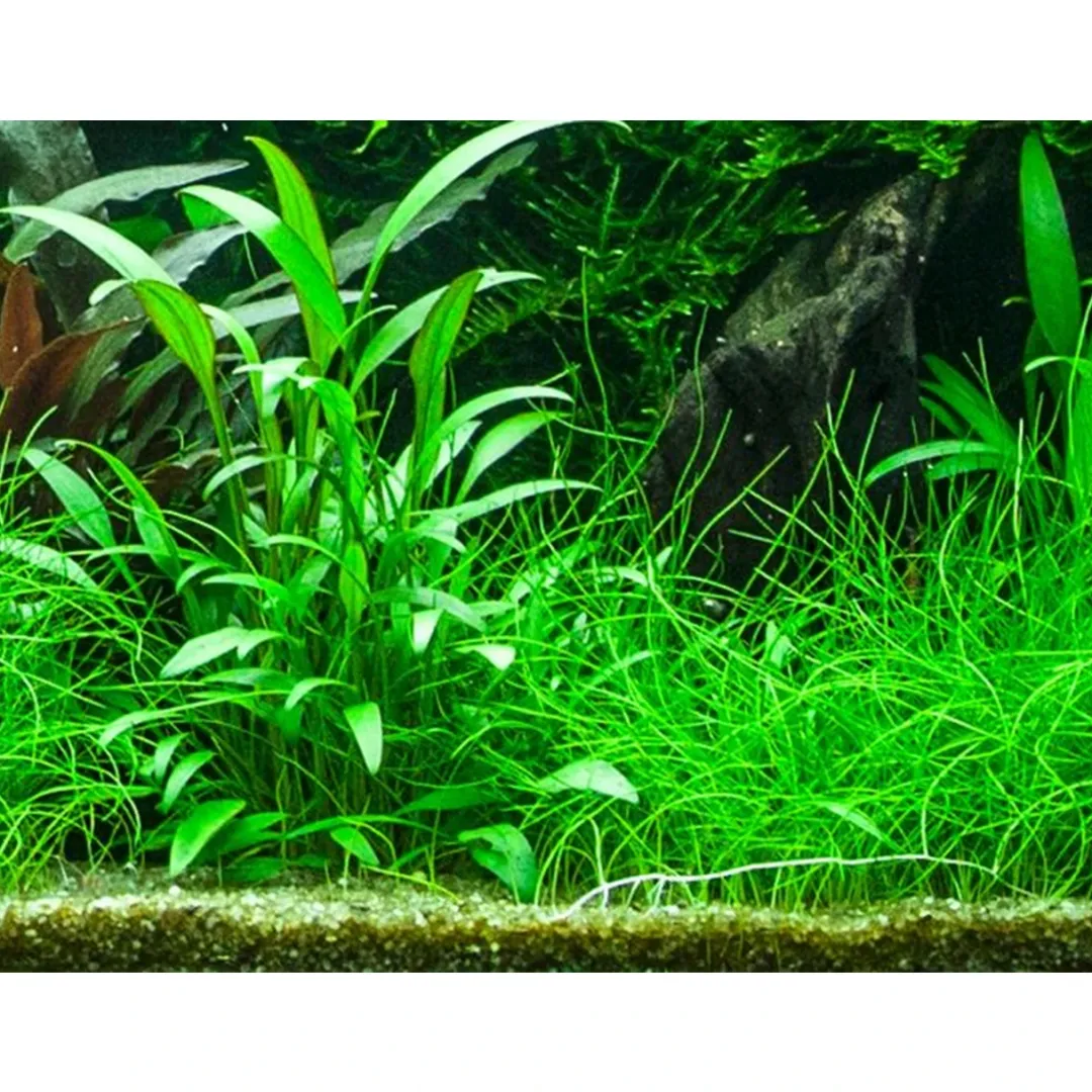 Tropica Akvarieplanter Tropica PCS Pot Cryptocoryne x willisii x 3