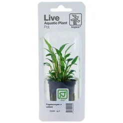 Tropica Akvarieplanter Tropica PCS Pot Cryptocoryne x willisii x 3