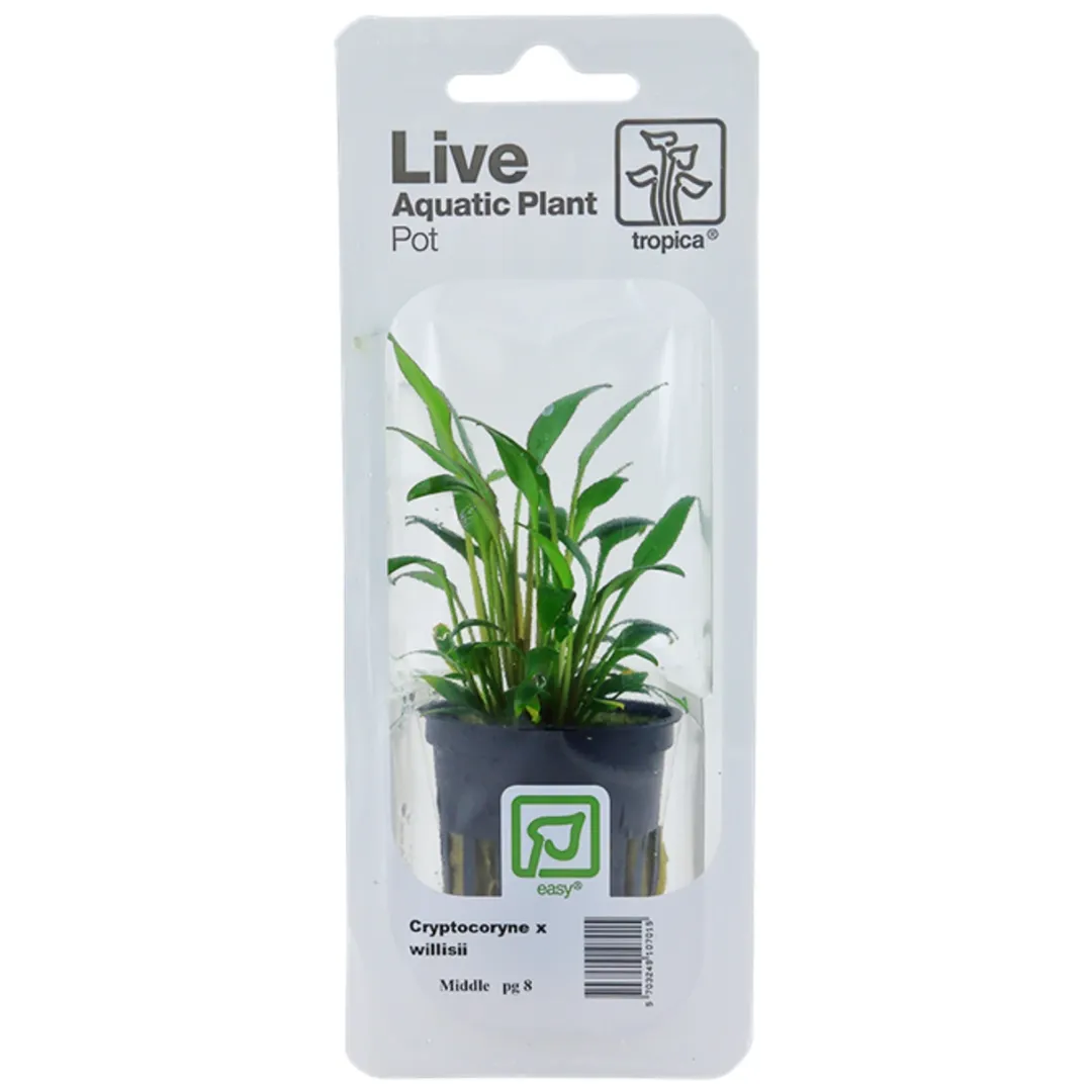 Tropica Akvarieplanter Tropica PCS Pot Cryptocoryne x willisii x 3