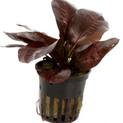 Tropica Akvarieplanter Tropica PCS Pot Echinodorus Reni x 3