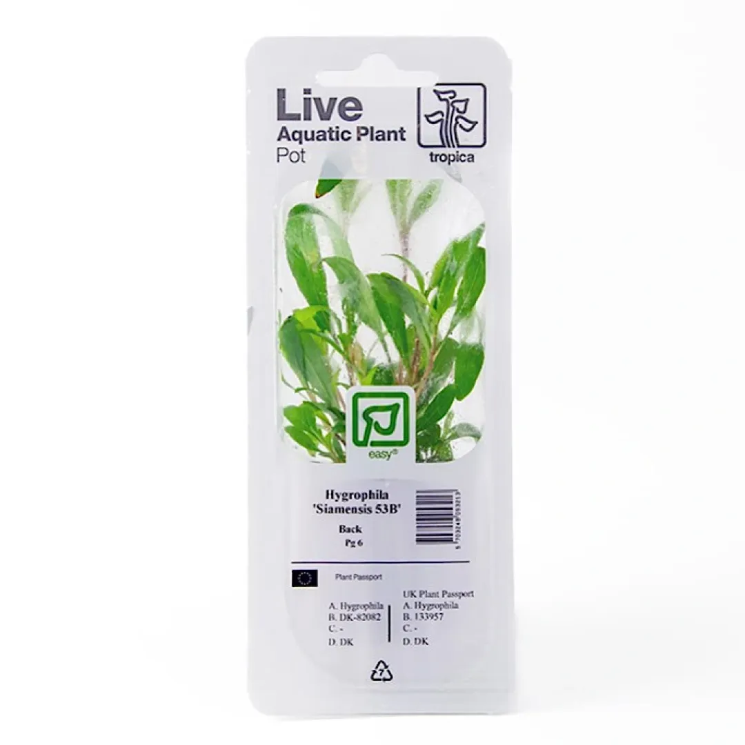 Tropica Akvarieplanter Tropica PCS Pot Hygrophila Siamensis 53B x 3