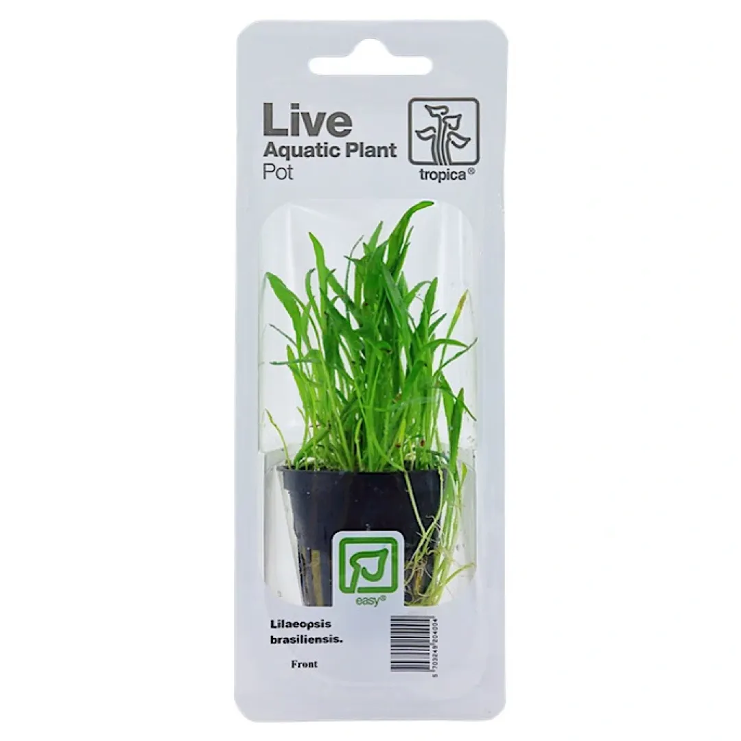 Tropica Akvarieplanter Tropica PCS Pot Lilaeopsis brasiliensis x 3