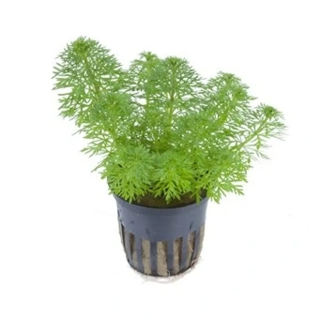 Tropica Akvarieplanter Tropica PCS Pot Limnophila sessiliflora x 3